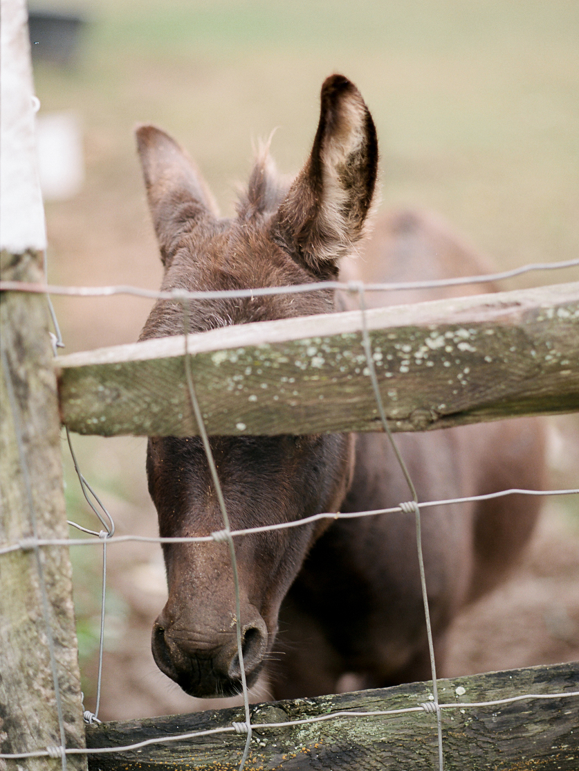 51.elopement-wedding-photographer-nyc.sarah-day-boodhoo