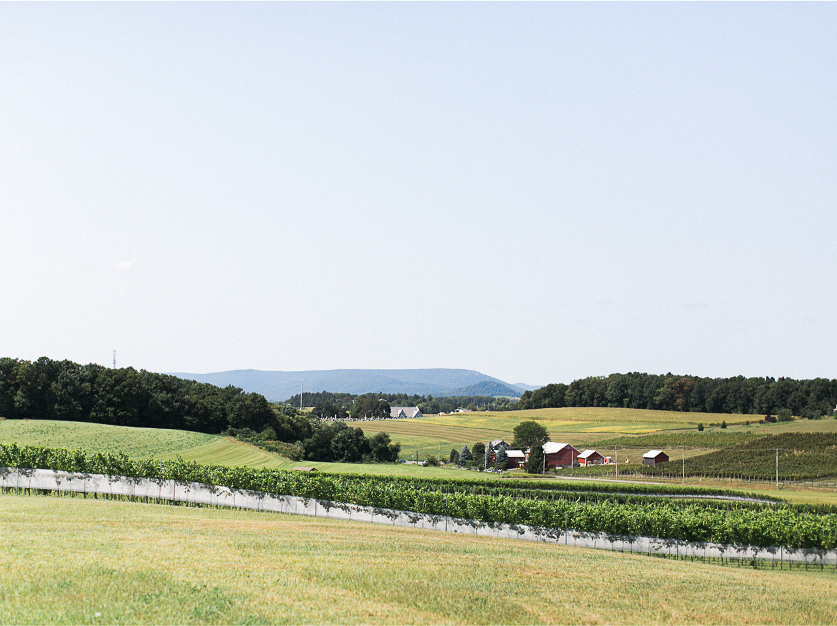 Folino Estate Winery Wedding